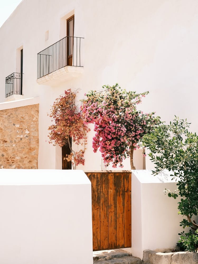 Pink Flowers growing on White House // Ibiza Travel Photography