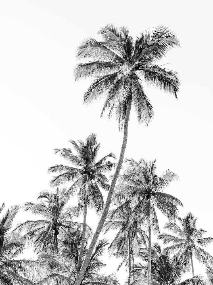Black And White Palm Trees In Sri Lanka