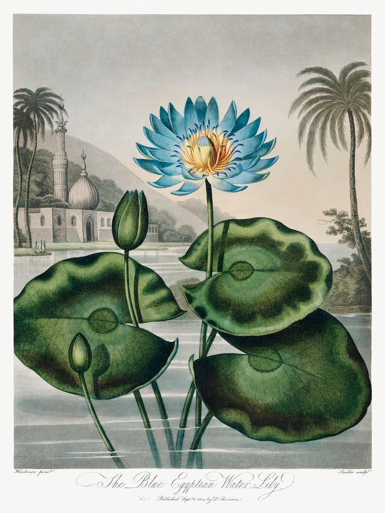 The Blue Egyptian Water Lily From The Temple Of Flora (1807), Robert John Thornton