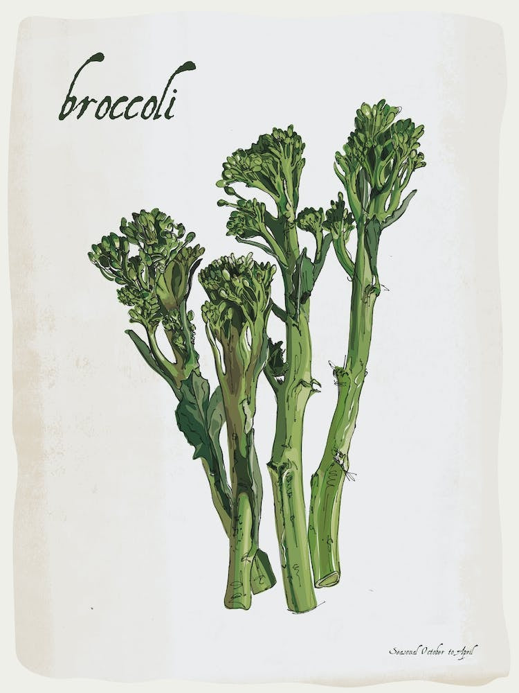 Broccoli Vintage illustration Print