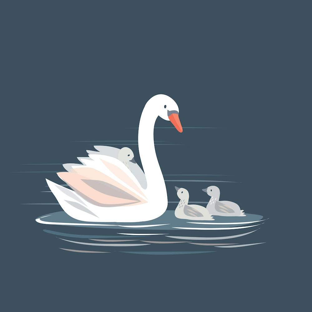 Swans