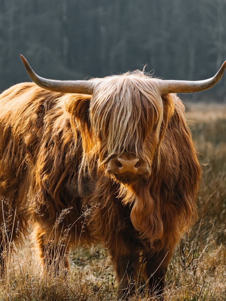 Highland Cow in the field | colorful travel photography 3