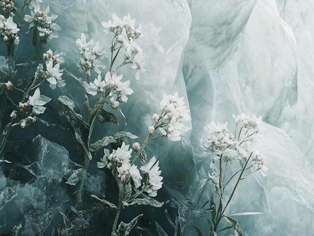 Flowers In The Ice