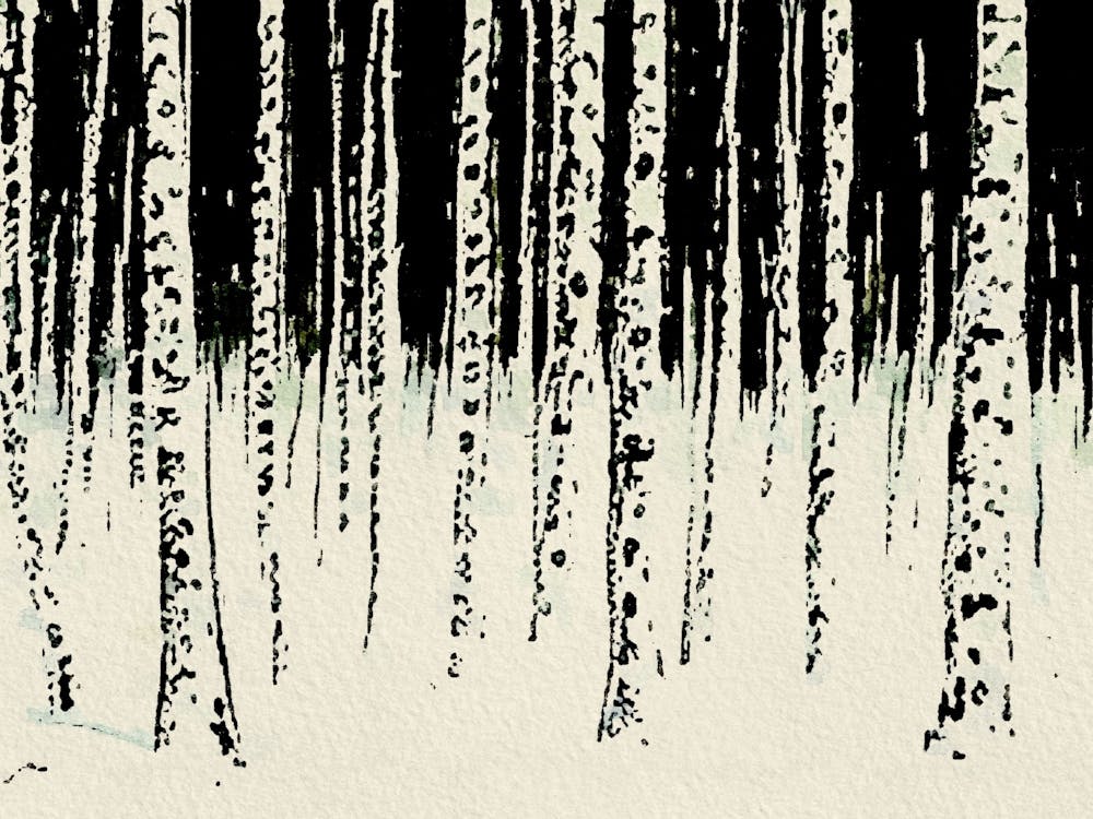 Birch Forest