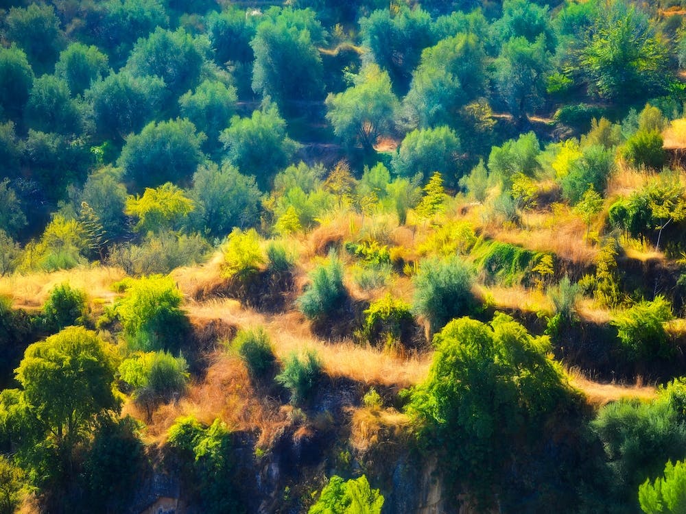 Countryside Terraces Of Andalusia Spain
