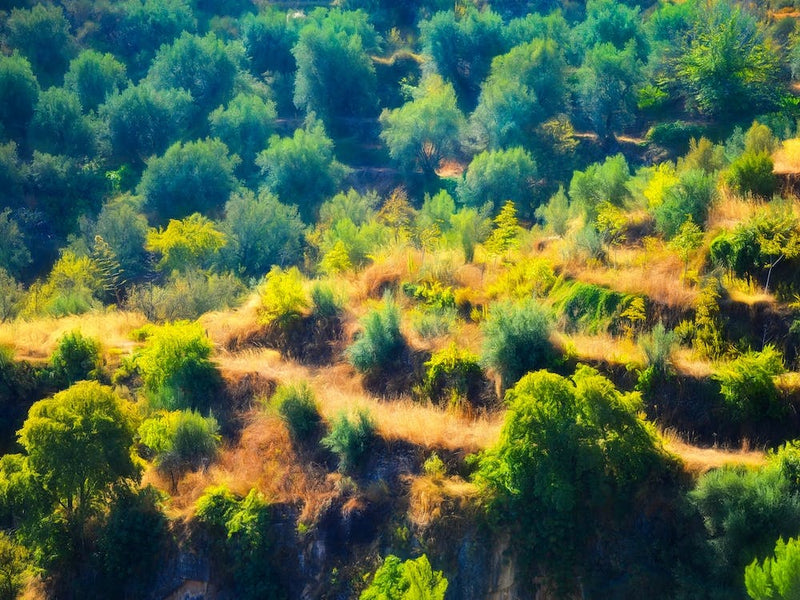Countryside Terraces Of Andalusia Spain
