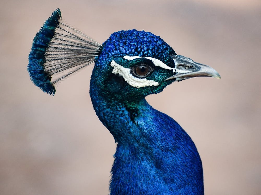 Blue Peacock