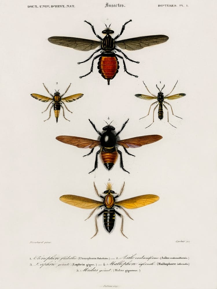 Different Types Of Insects, Charles Dessalines D'Orbigny