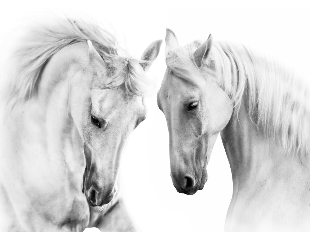 Two Horses