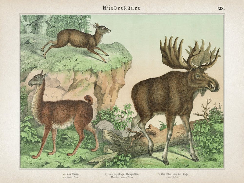 Vintage Schubert 1 Wiederkäuer 19