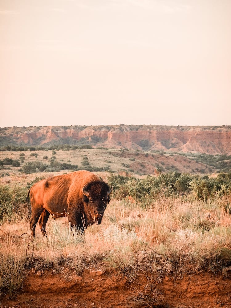 Bison At Sunset