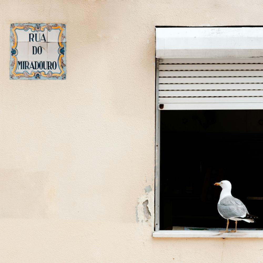 The Seagull In The Window Porto Portugal Square