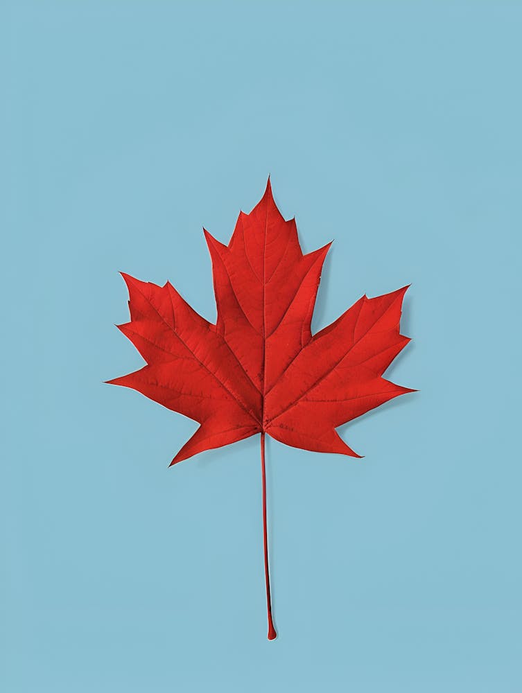 Canadian Maple Leaf
