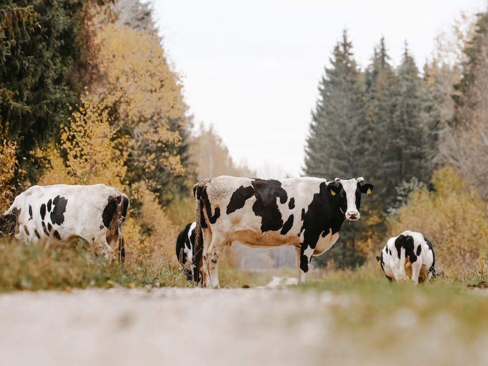Black And White Cows