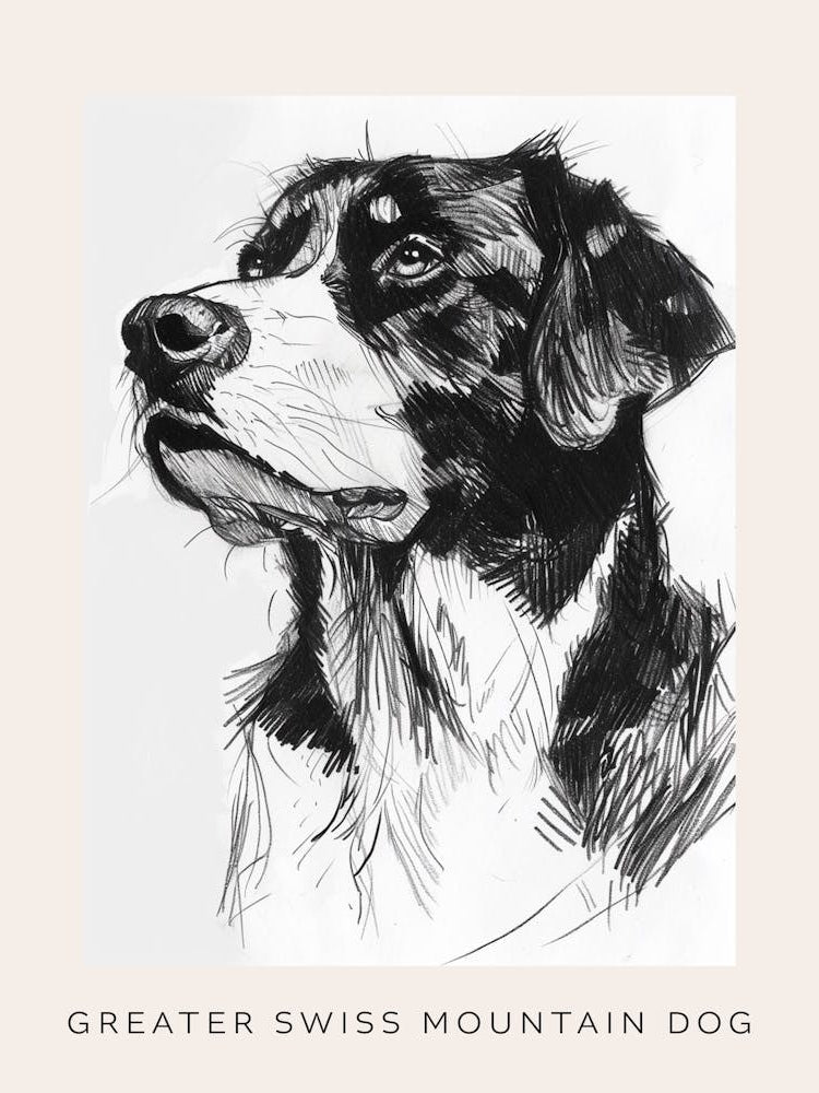Greater Swiss Mountain Dog Line Sketch 3 Poster