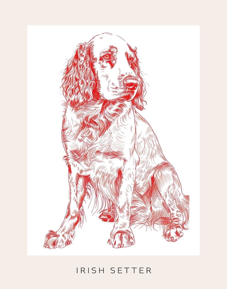 Irish Setter Line Sketch 2 Poster