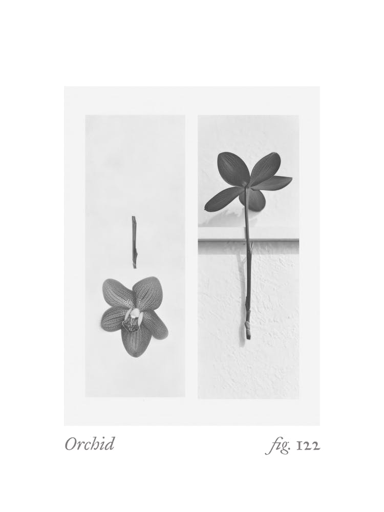 Orchid Botanical Collage 4