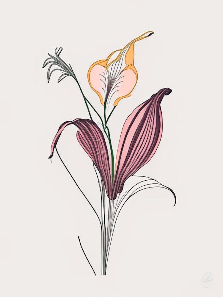 Lilium Floral Minimal Line Drawing 5 Flower