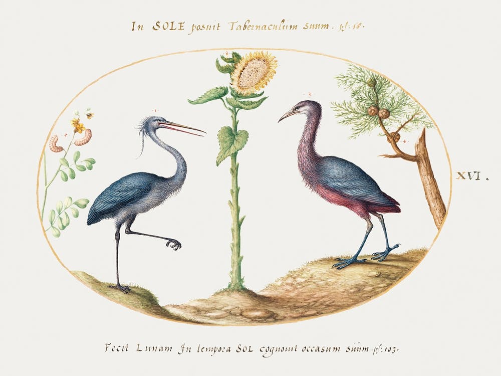 Zwei Reiher mit einer Sonnenblume (1575–1580), Joris Hoefnagel
