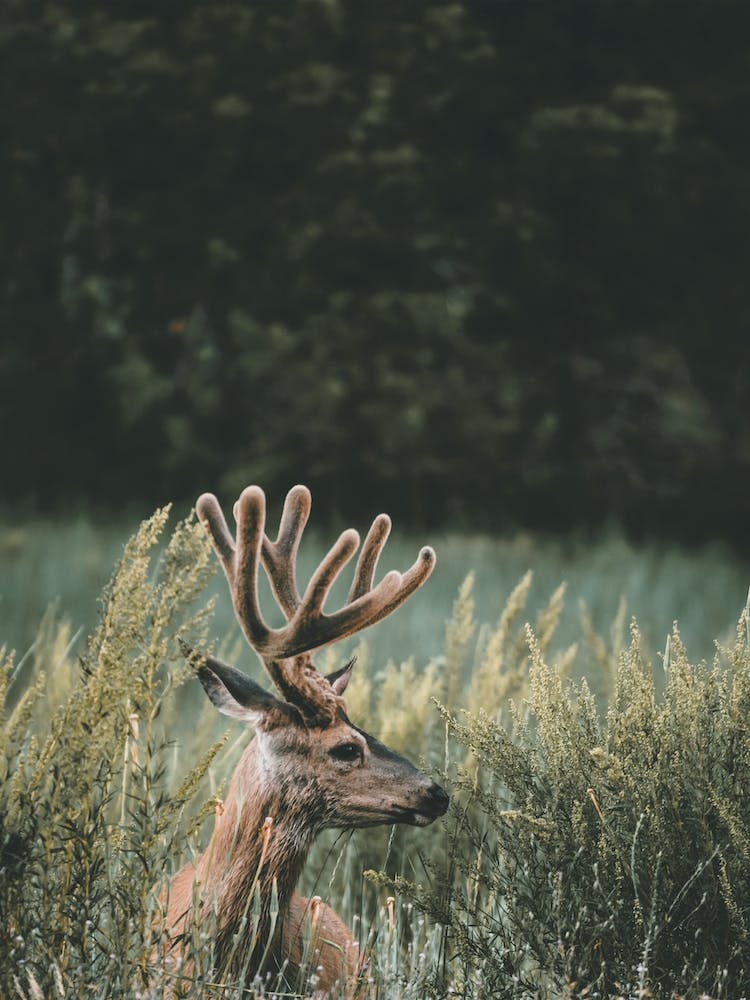 California Mule Deer