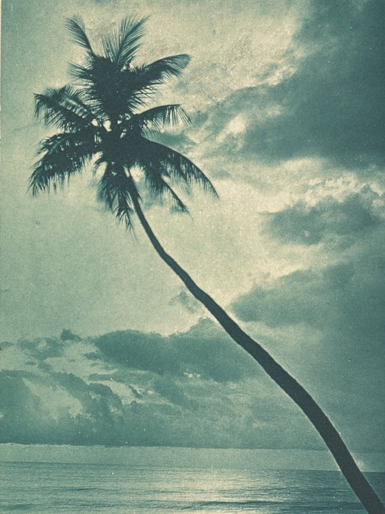 Palm Tree Vintage
