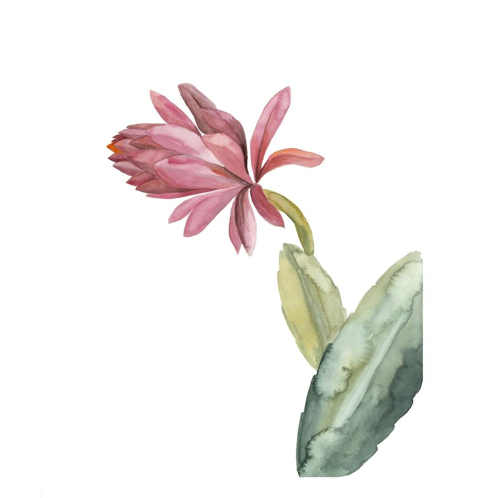 Botanical Illustration   Red Cactus Flower