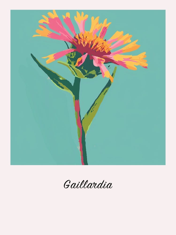 Gaillardia 2 Square Flower Illustration Poster