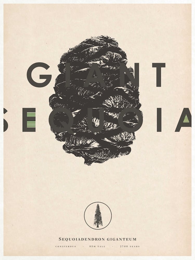 Sequoia