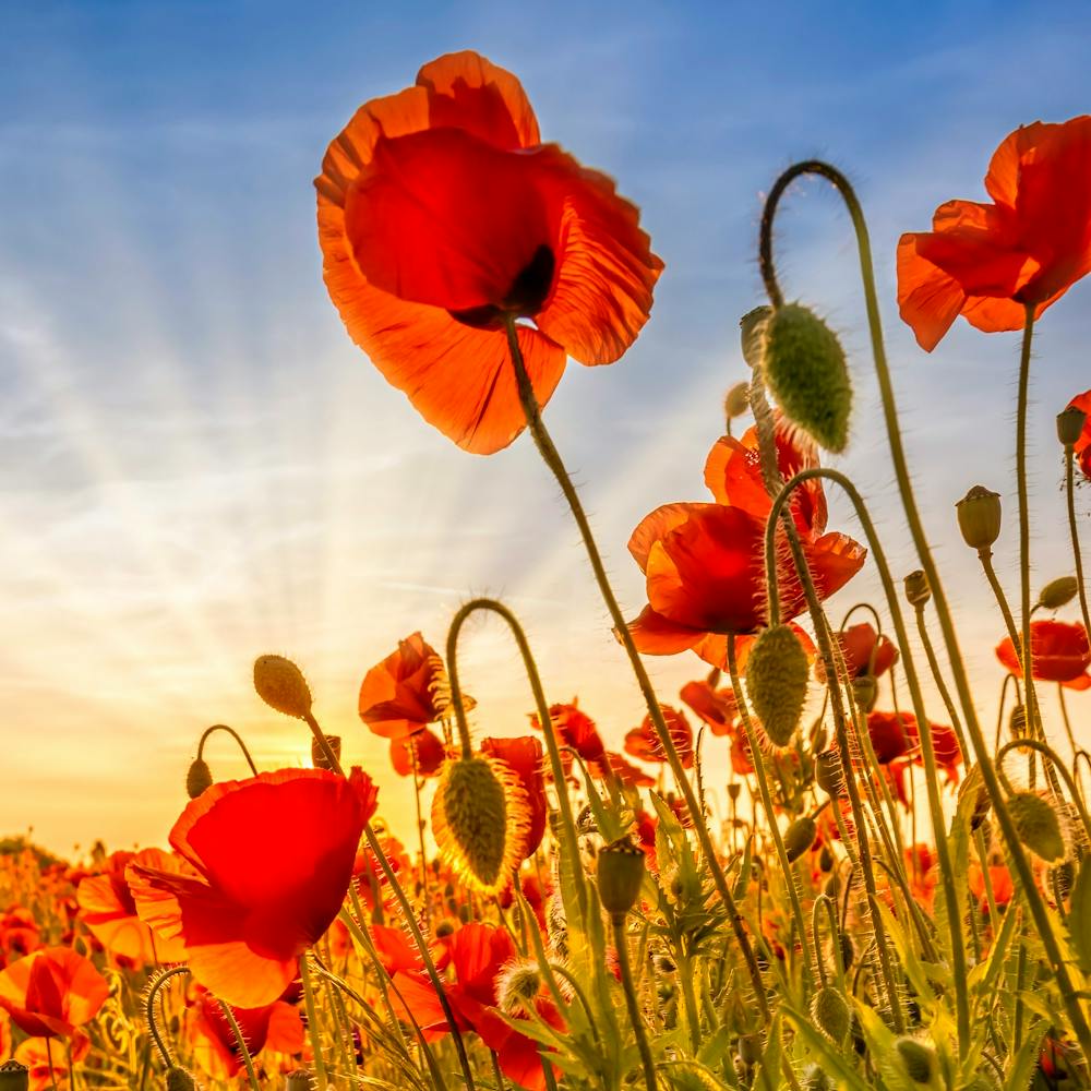 Fascinating Poppies