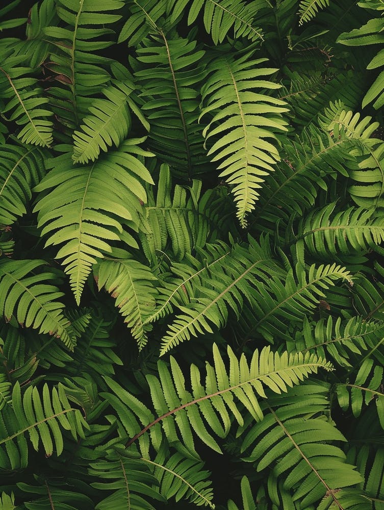 Pattern Poster Giant Chain Fern 3