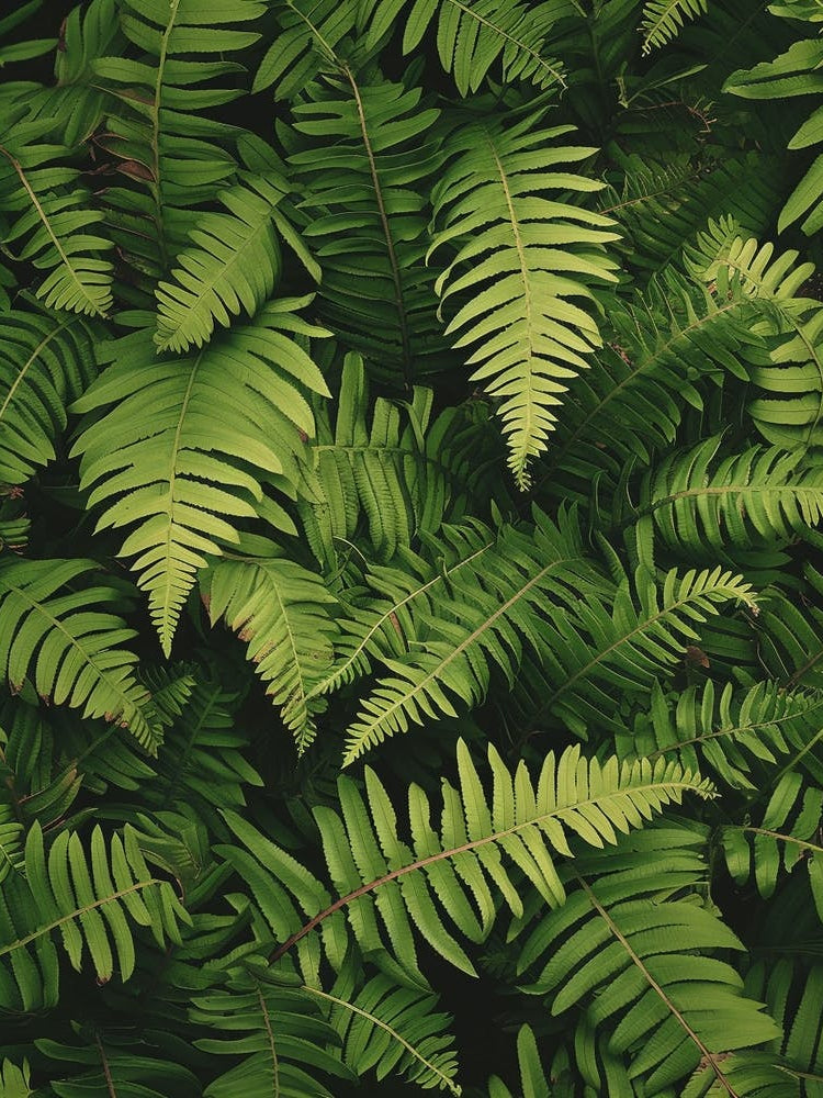 Pattern Poster Giant Chain Fern 3