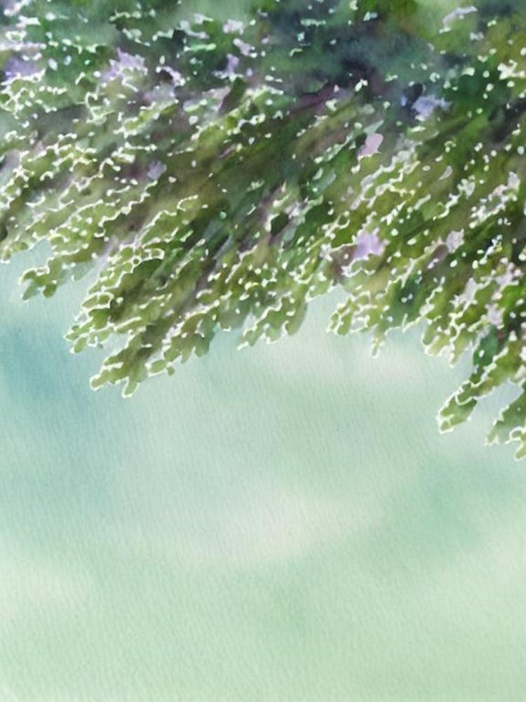 Acropora Austera Iii Storybook Watercolour