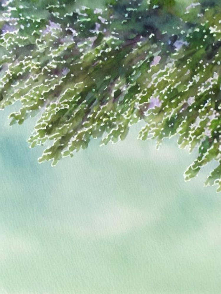 Acropora Austera Iii Storybook Watercolour