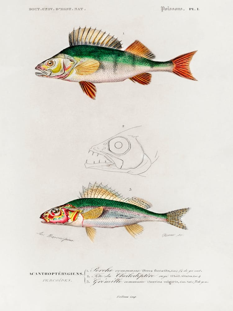 Perca Fluviatilis And Gymnocephalus, Charles Dessalines D' Orbigny