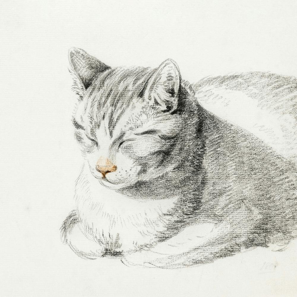 Sketch Of A Cat (1808), Jean Bernard