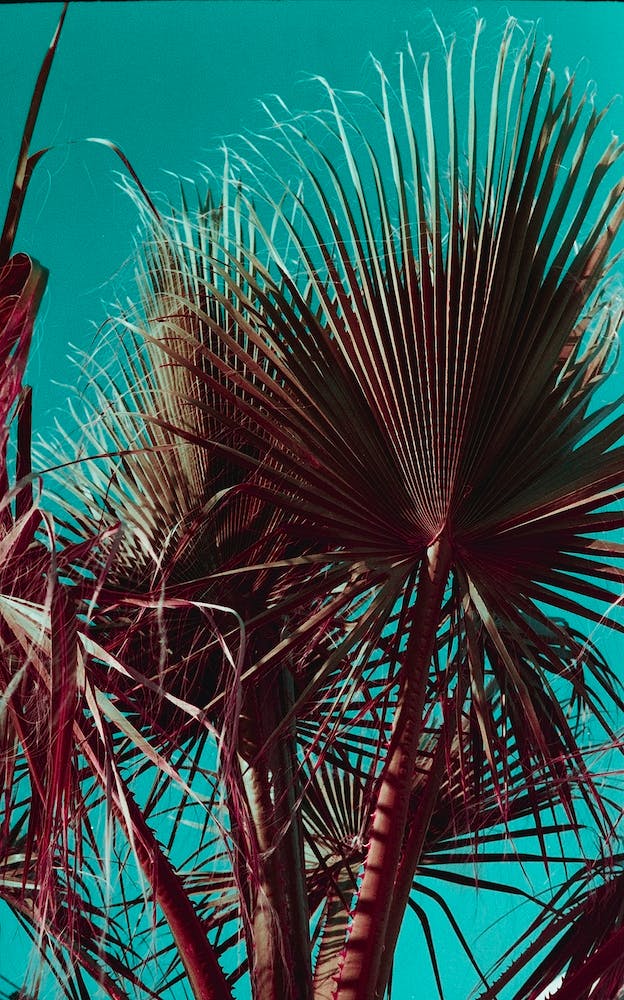 Palm Trip Ii