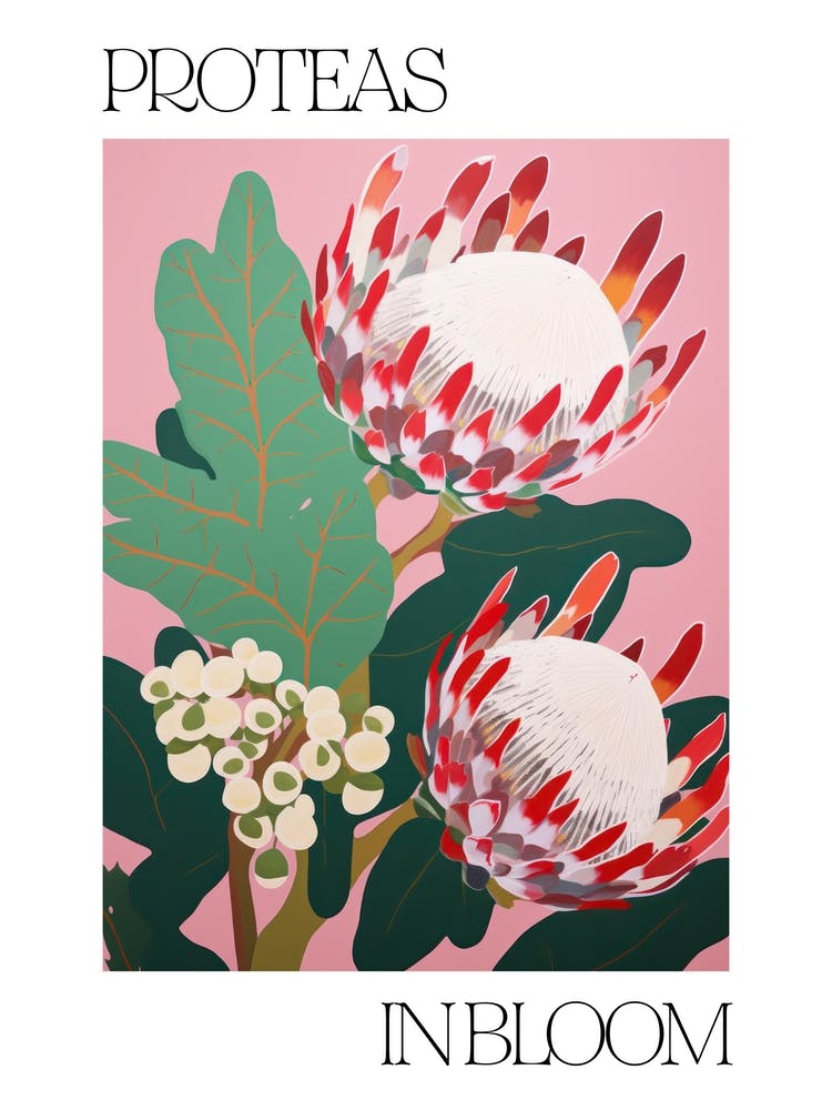 Proteas In Bloom Flowers Bold Illustration 1