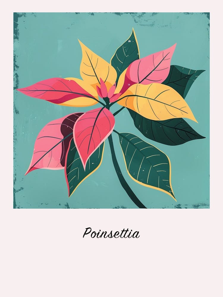 Poinsettia 1 Square Flower Illustration Poster