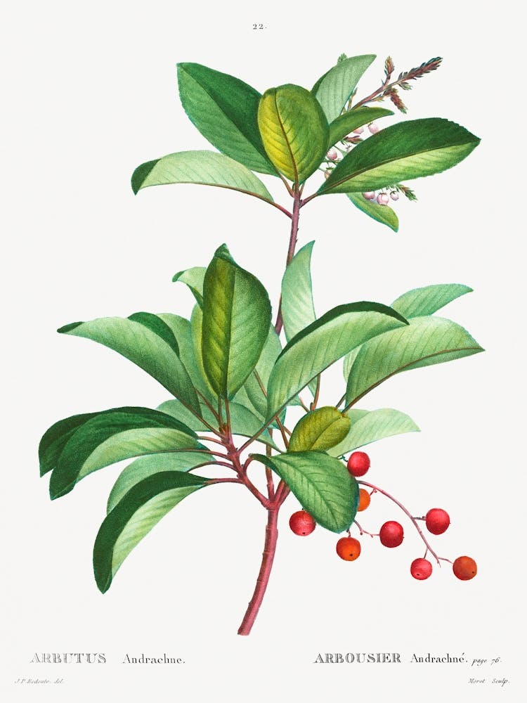 Arbutus Andrachne‌, Pierre Joseph Redoute