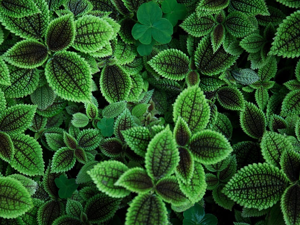 Green Leaves 7