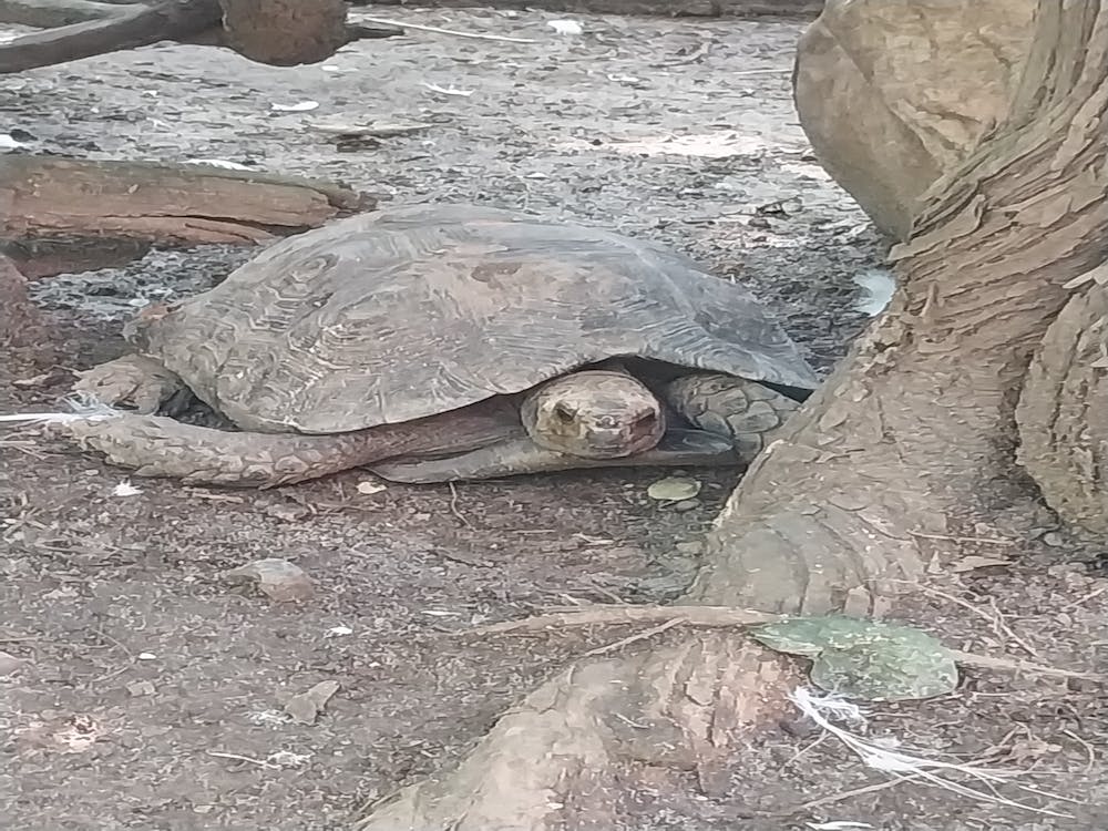 Die Schildkröte
