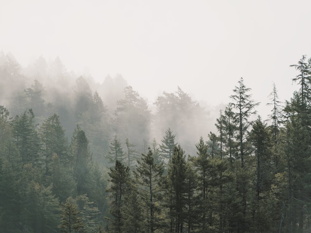 Oregon Forest Scenery