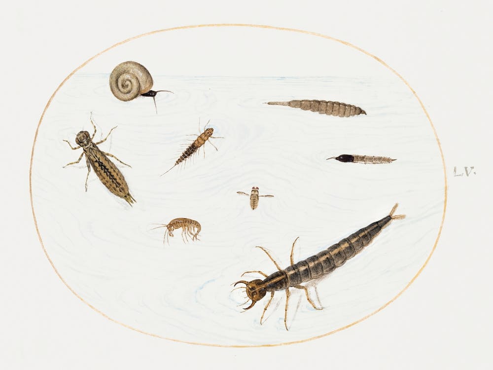 Aquatic Insects, Invertebrates And Snail, Joris Hoefnagel