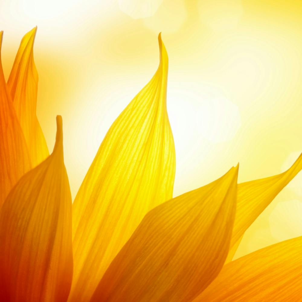 Sunflower — Stock Photo & Royalty-Free Images