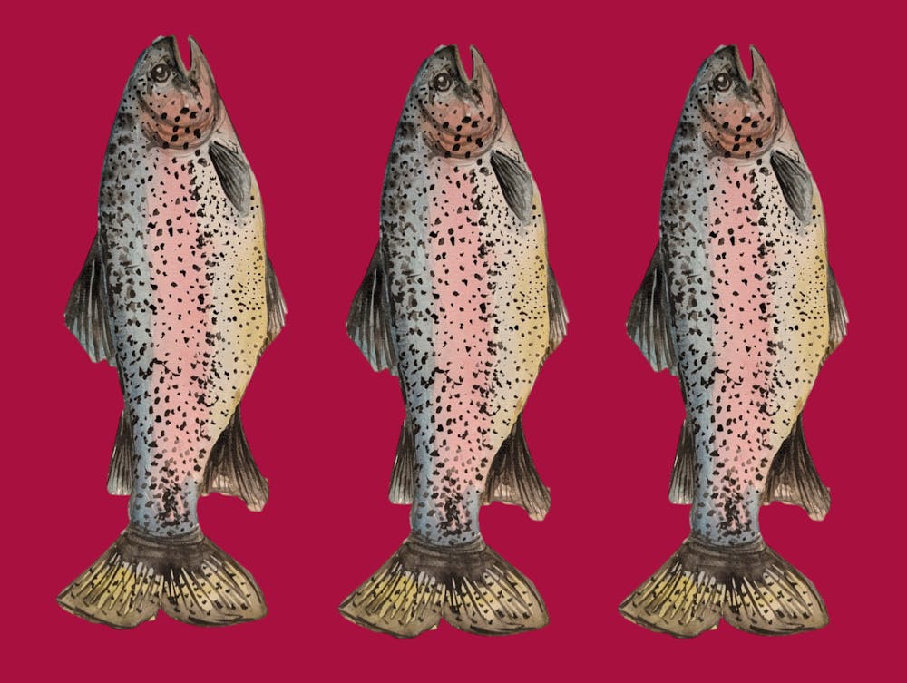 Three Rainbow Trout Fish Illustration