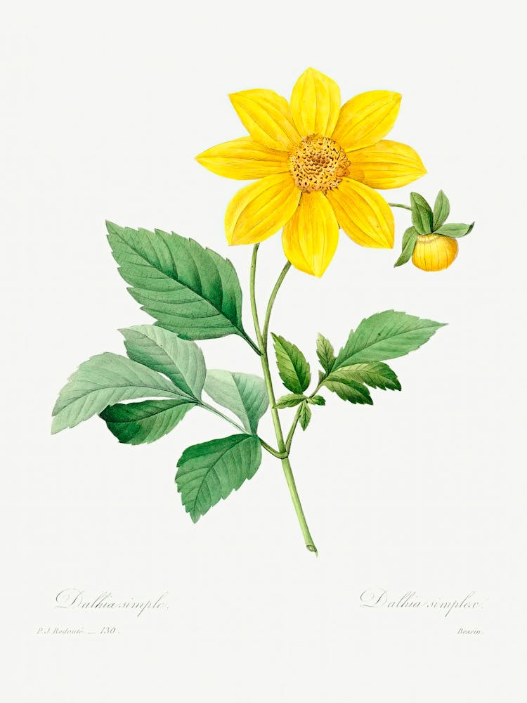 Dahlia, Pierre Joseph Redoute