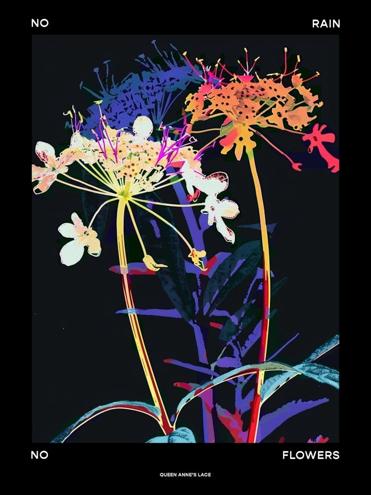 No Rain No Flowers Poster Queen Annes Lace 3