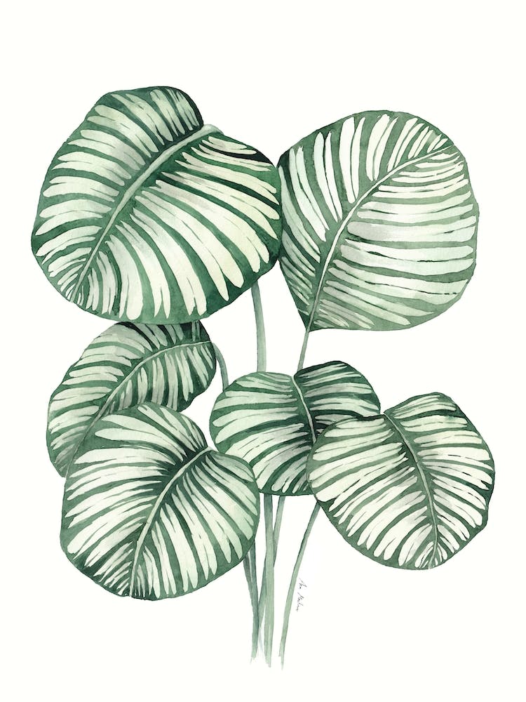 Calathea Orbifolia