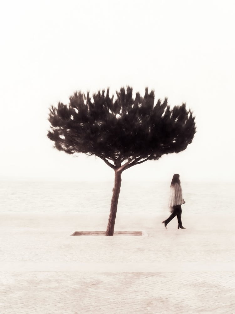 The Tree By The River