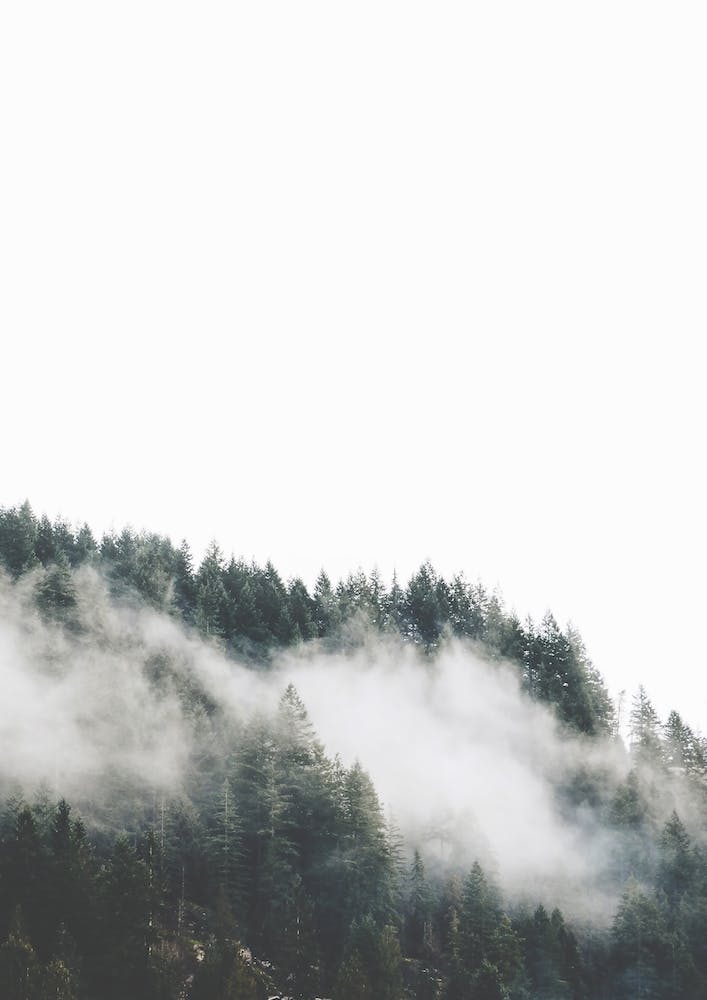 Brouillard dans la Forêt